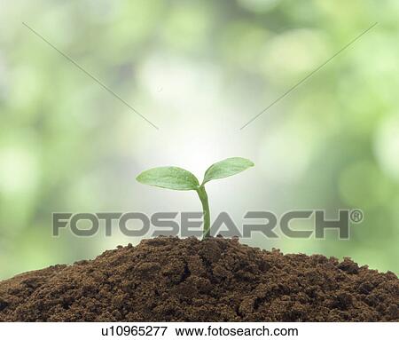 Stock Photo - Dicotyledon in dirt. Fotosearch