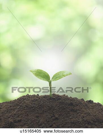 Stock Photography - Dicotyledon in dirt. Fotosearch