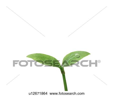 Dicotyledon with dew drop View Large Photo Image Picture - Dicotyledon with dew drop. Fotosearch