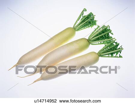 Dikon radishes View Large Photo Image Stock Image - Dikon radishes. Fotosearch