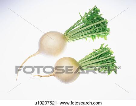 Dikon radishes View Large Photo Image Stock Image - Dikon radishes. Fotosearch