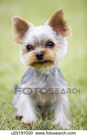Dog in Green Field View Large Photo Image Stock Image - Dog in Green Field. Fotosearch