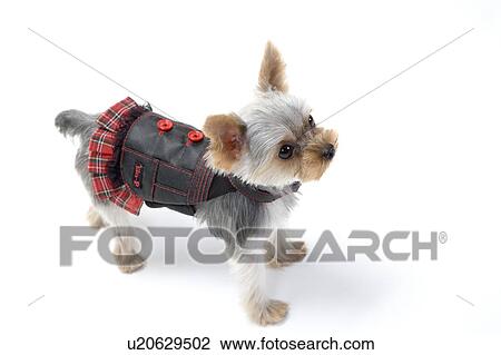 Stock Image - Dog wearing clothes. Fotosearch