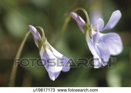 Stock Image - Dogtooth violet. Fotosearch