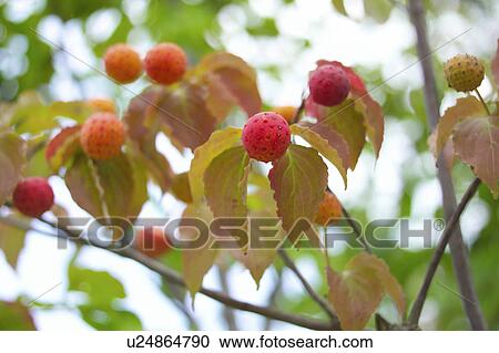 Stock Image - Dogwood fruit. Fotosearch