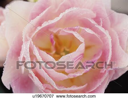 Double-flowered Angelique tulip, Tochigi Prefecture, Japan View Large Photo Image Stock Photo - Double-flowered Angelique tulip, Tochigi Prefecture, Japan. Fotosearch