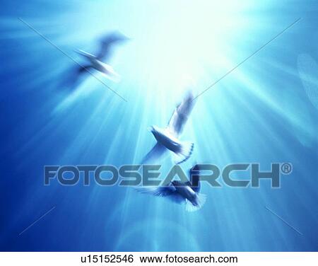 Stock Photograph - Doves flying under the sun. Fotosearch