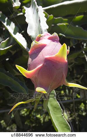 Stock Photograph - Dragon fruit, Ishigaki Island, Okinawa Prefecture, Japan. Fotosearch