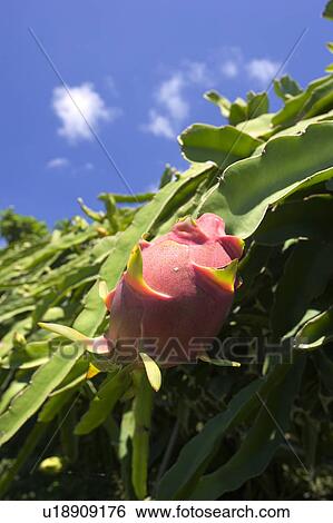 Stock Photograph - Dragon fruit, Ishigaki Island, Okinawa Prefecture, Japan. Fotosearch