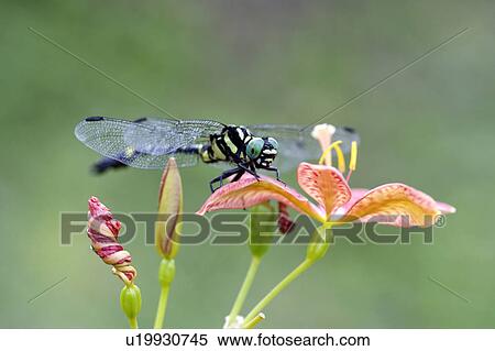 Stock Photography - Dragonfly on a lily. Fotosearch