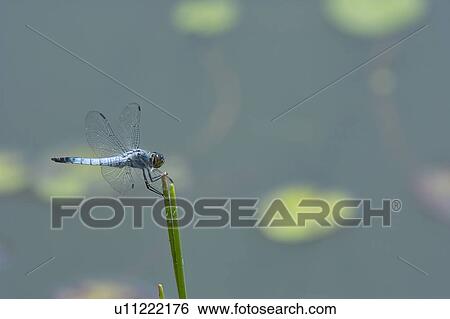 Stock Photograph - Dragonfly. Fotosearch