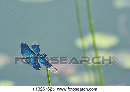 Stock Photography - Dragonfly. Fotosearch