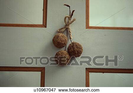 Stock Photo - Dried seed pods hanging on door. Fotosearch