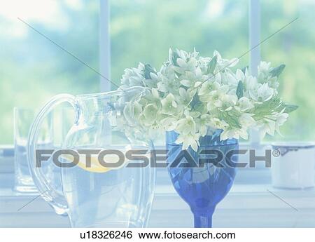 Stock Photograph - Drooping Star of Bethlehem flowers in vase next to pitcher of water. Fotosearch