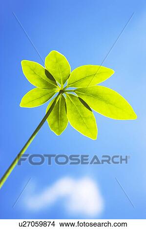 Picture - Dwarf Umbrella Tree leaves under a blue sky. Fotosearch