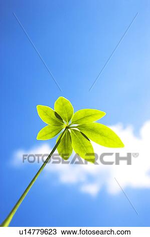 Dwarf Umbrella Tree leaves under a blue sky View Large Photo Image Stock Image - Dwarf Umbrella Tree leaves under a blue sky. Fotosearch
