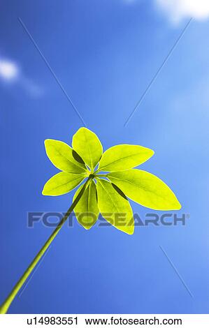 Stock Image - Dwarf Umbrella Tree leaves under a blue sky. Fotosearch