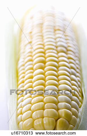 Stock Image - Ear of corn. Fotosearch