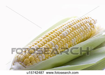 Stock Photo - Ear of corn. Fotosearch