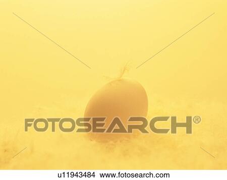 Picture - Egg covered with feathers. Fotosearch