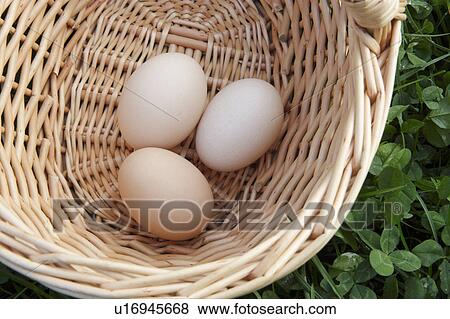Stock Photo - Eggs in a basket on a bed of clover. Fotosearch