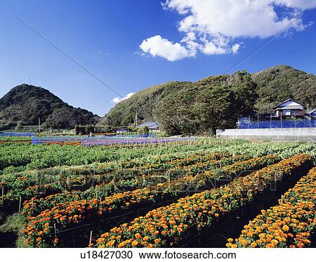 English Marigold farm, Minama-Boso, Chiba Prefecture, Japan View Large Photo Image Stock Image - English Marigold farm, Minama-Boso, Chiba Prefecture, Japan. Fotosearch