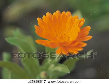 English Marigold View Large Photo Image Stock Photo - English Marigold. Fotosearch