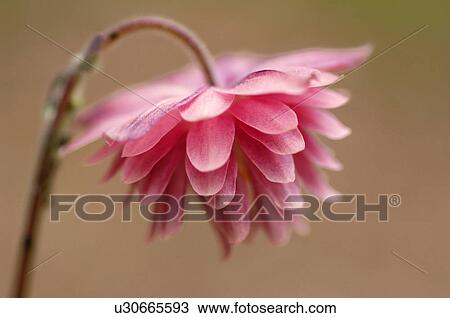 Stock Image - European crowfoot. Fotosearch