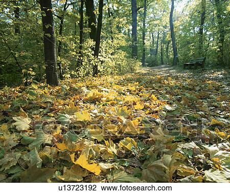 Fallen autumn leaves in a forest View Large Photo Image Stock Image - Fallen autumn leaves in a forest. Fotosearch
