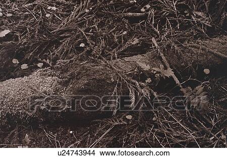 Fallen pine needles in woods View Large Photo Image Picture - Fallen pine needles in woods. Fotosearch