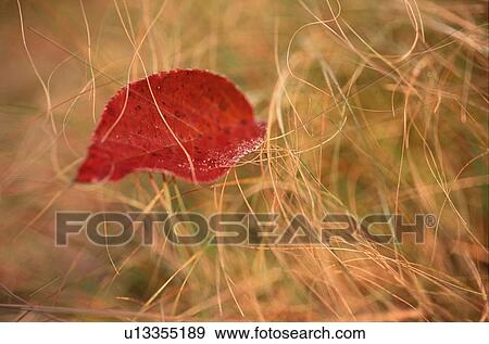 Stock Photo - Fallen red autumn leaf. Fotosearch