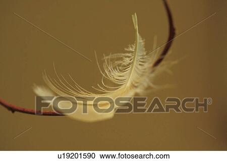 Stock Image - Feather floating through air. Fotosearch