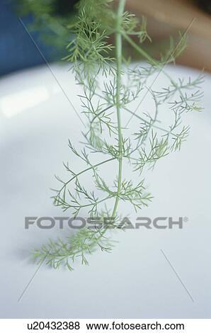Fennel stalk in white bowl View Large Photo Image Stock Photo - Fennel stalk in white bowl. Fotosearch