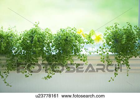 Ferns on a window sill View Large Photo Image Stock Image - Ferns on a window sill. Fotosearch