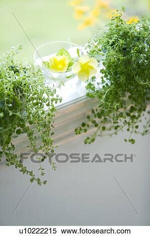 Stock Photography - Ferns on a window sill. Fotosearch
