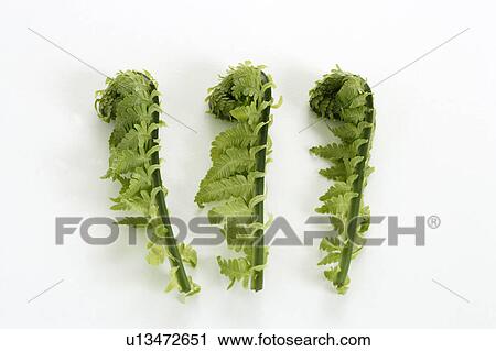 Fiddlehead greens View Large Photo Image Stock Image - Fiddlehead greens. Fotosearch