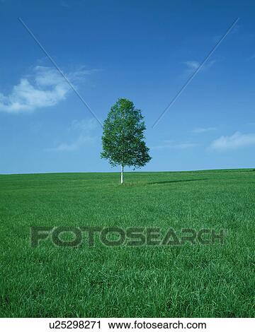 Field and a single silver birch tree under a blue sky, Higashikagura-machi, Hokkaido, Japan View Large Photo Image Stock Image - Field and a single silver birch tree under a blue sky, Higashikagura-machi, Hokkaido, Japan. Fotosearch