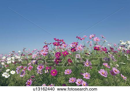 Field of cosmos under a clear blue sky, Awaji, Hyogo Prefecture, Japan View Large Photo Image Stock Image - Field of cosmos under a clear blue sky, Awaji, Hyogo Prefecture, Japan. Fotosearch