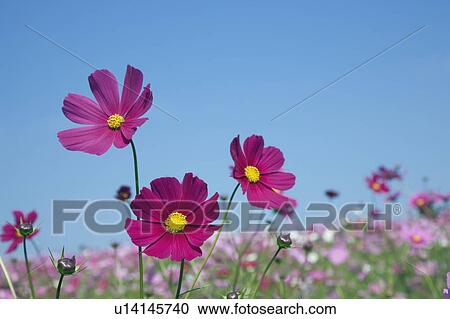 Stock Image - Field of cosmos under a clear blue sky, Osaka, Japan. Fotosearch