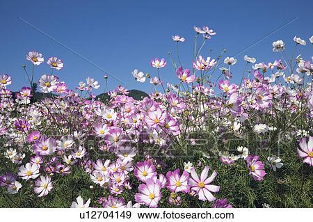 Stock Photo - Field of cosmos under a clear blue sky, Awaji, Hyogo Prefecture, Japan. Fotosearch