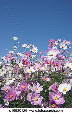 Stock Photograph - Field of cosmos under a clear blue sky. Fotosearch