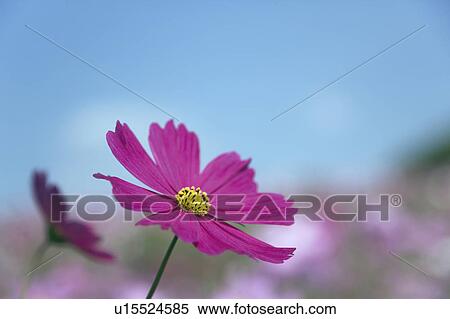 Stock Photography - Field of cosmos under a clear blue sky. Fotosearch