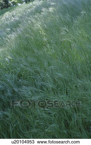 Field of long grass. Kofu, Yamanashi Prefecture, Japan View Large Photo Image Stock Image - Field of long grass. Kofu, Yamanashi Prefecture, Japan. Fotosearch