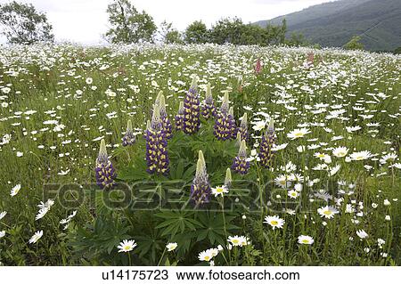 Stock Image - Field of lupins and daisies. Iwate Prefecture, Japan. Fotosearch