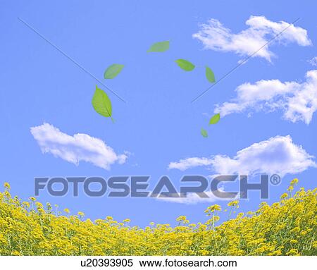 Field of oilseed rape and floating leaves View Large Photo Image Stock Photography - Field of oilseed rape and floating leaves. Fotosearch