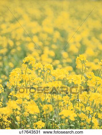 Field of oilseed rape, Tochigi Prefecture, Japan View Large Photo Image Stock Image - Field of oilseed rape, Tochigi Prefecture, Japan. Fotosearch