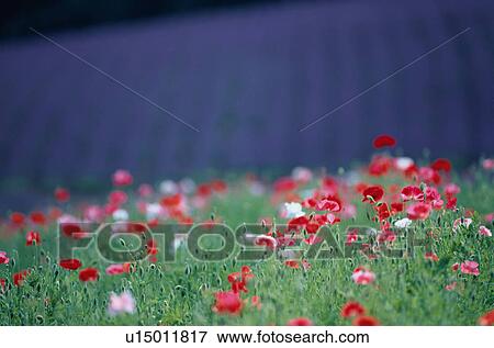 Stock Photo - Field of poppies and lavender, Nakafurano-machi, Hokkaido, Japan. Fotosearch