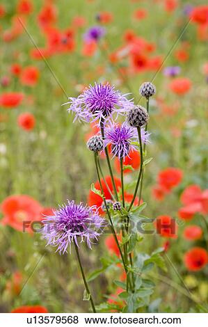 Field of poppies and thistles View Large Photo Image Stock Photo - Field of poppies and thistles. Fotosearch