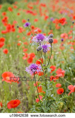 Field of poppies and thistles View Large Photo Image Stock Photo - Field of poppies and thistles. Fotosearch