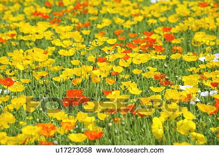 Stock Photo - Field of poppies. Fotosearch
